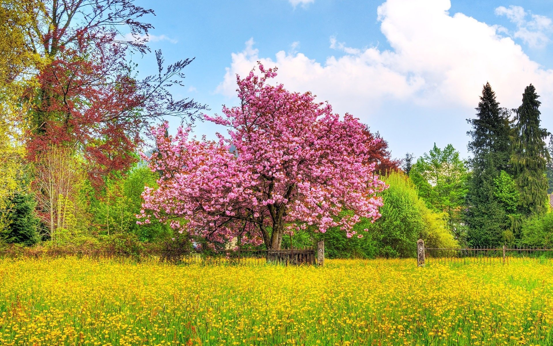 flores árbol color cerca cielo