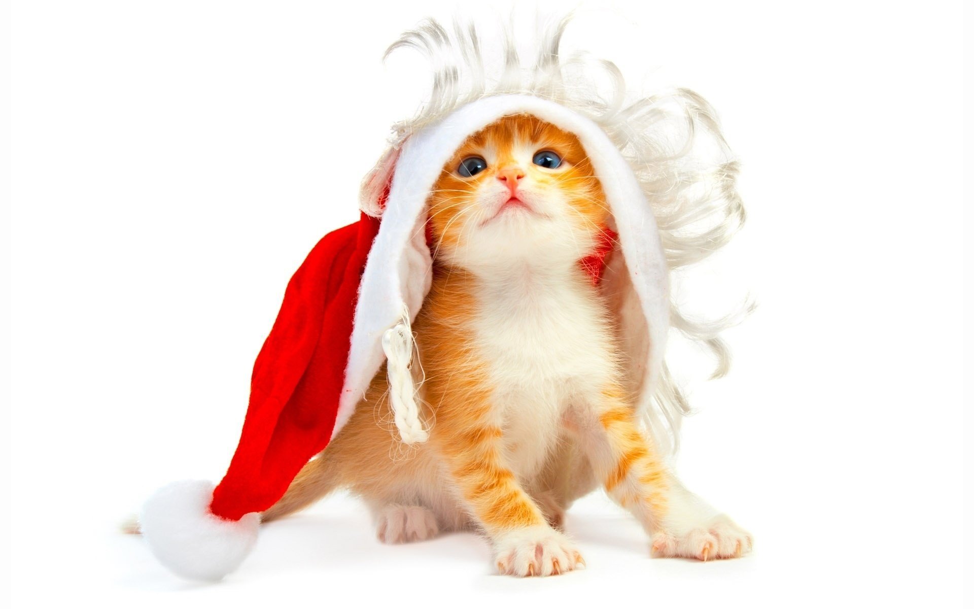 chaton fond blanc noé année