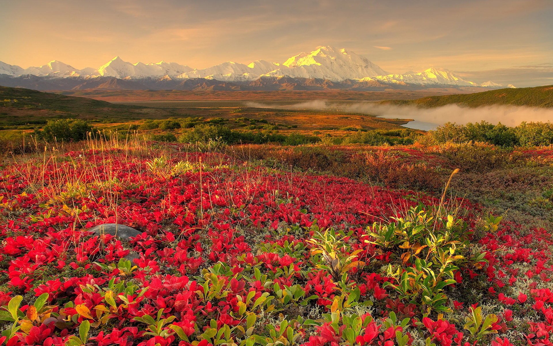 fleurs paysage montagnes neige ciel vue champ nature brouillard aube