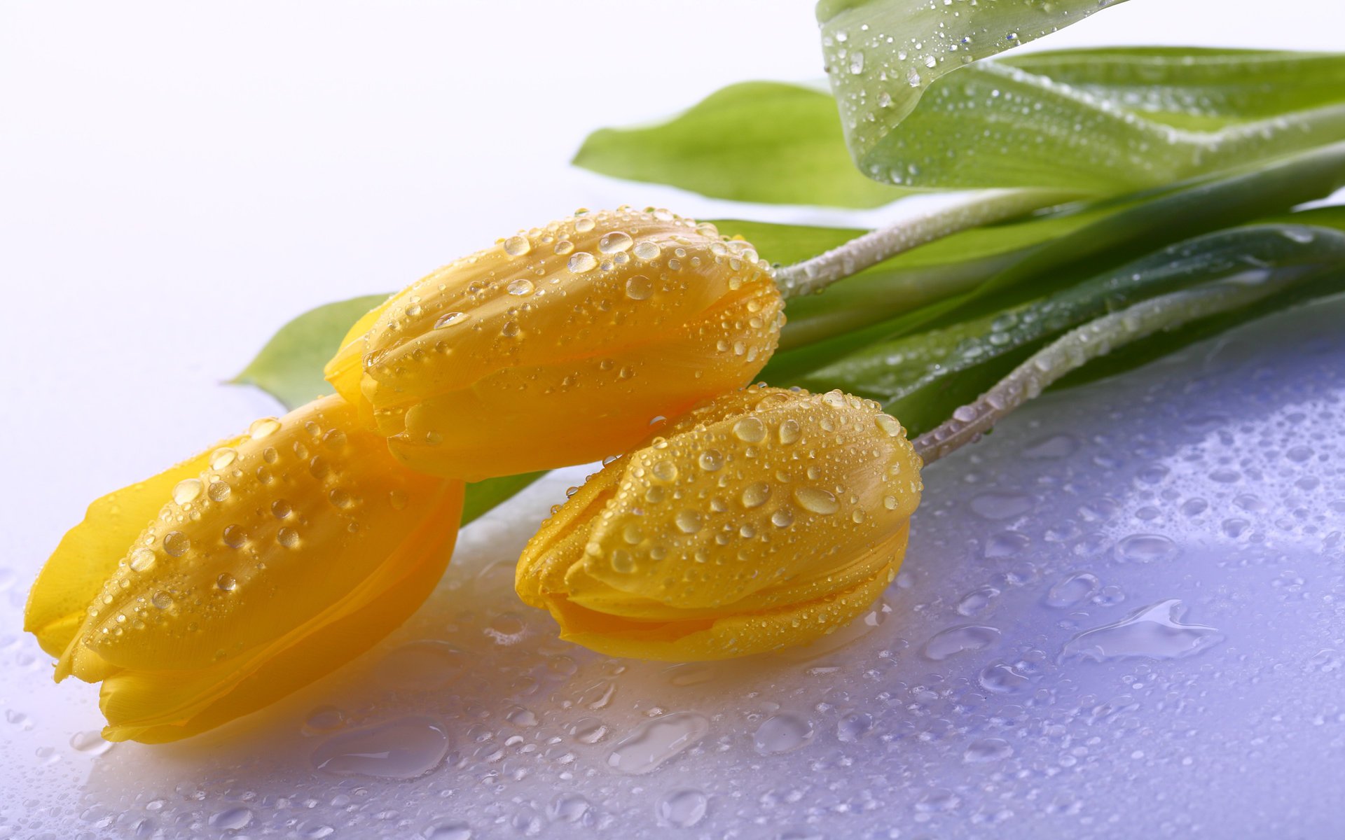 tulipes jaunes fleurs pétales gouttes d eau