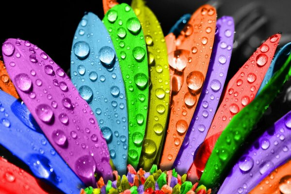 Multicolored flower petals with water drops close-up