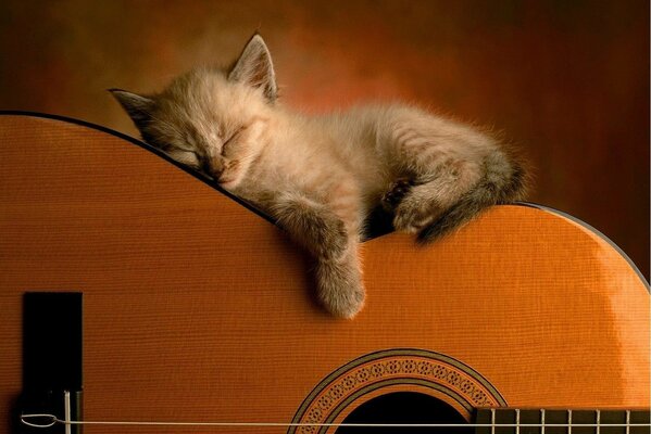 Chaton mignon fatigué d apprendre à jouer