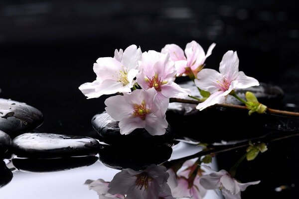 Fiori rosa in acqua sulle pietre della spa