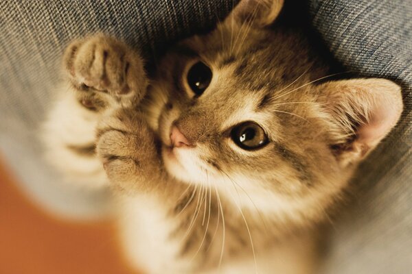 Gatito hace patas zhamk