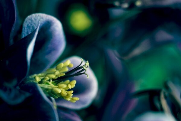 Lilac flowers with a yellow stamen