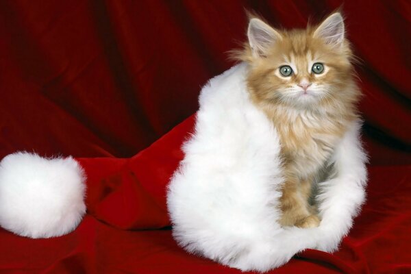 Chaton Rousse dans le chapeau du père Noël