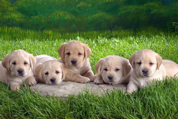 Cinco lindos cachorros en la naturaleza en el fondo de la hierba verde