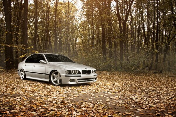 A white boomer is parked against the background of an autumn forest