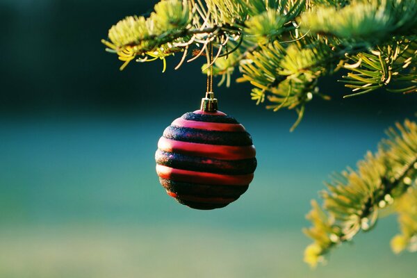 Rote Weihnachtskugel auf einem Ast eines Weihnachtsbaumes