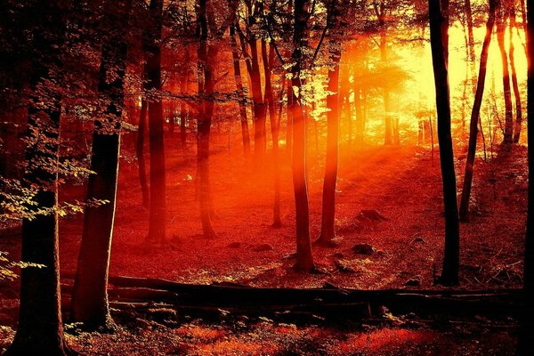 Árboles en el bosque rodeados de luz