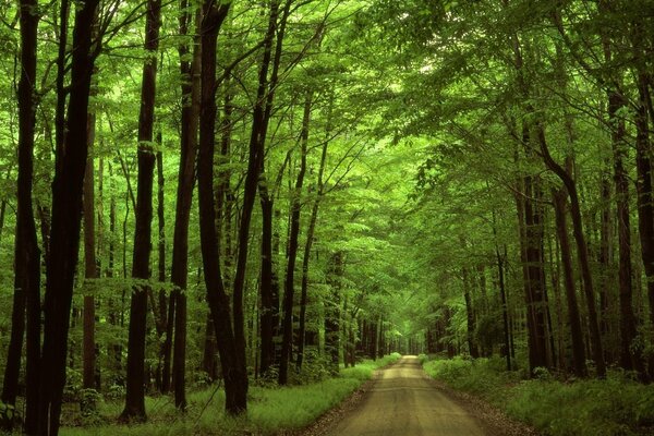 A road in a beautiful forest