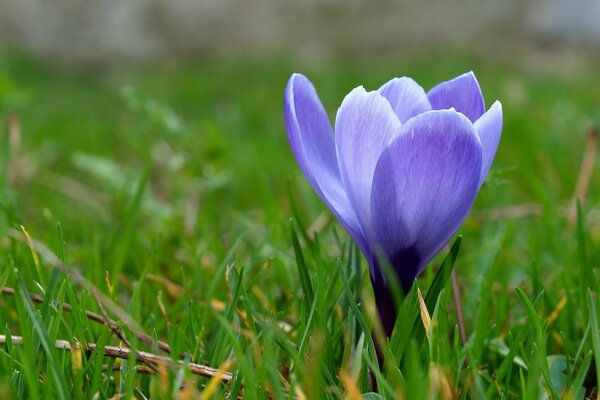 Spring blue primrose in the meadow