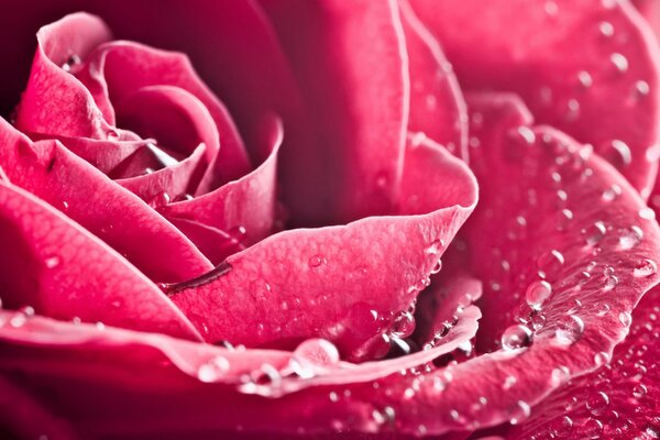 Delicati petali di rosa rosa
