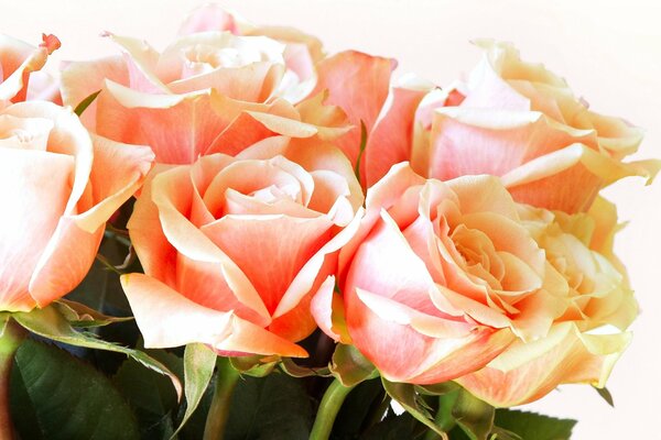 Bouquet of carrot-colored roses