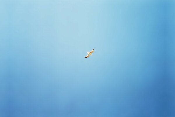 Minimalisme. Mouette planant dans le ciel bleu
