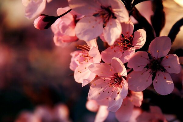 Fiori di ciliegio rosa simbolo di primavera