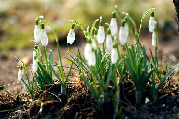 Goccioline di rugiada sui primi bucaneve primaverili