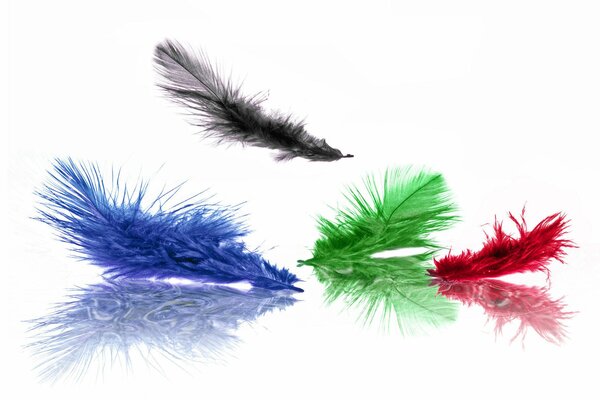 Plumes multicolores tombent sur la table