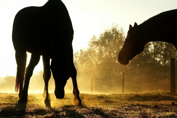 Horses in the fog at sunset in the paddock