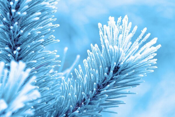 Frost on spruce needles in the winter forest