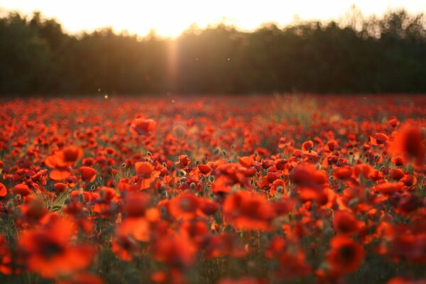 Champ de fleurs de Mae au coucher du soleil