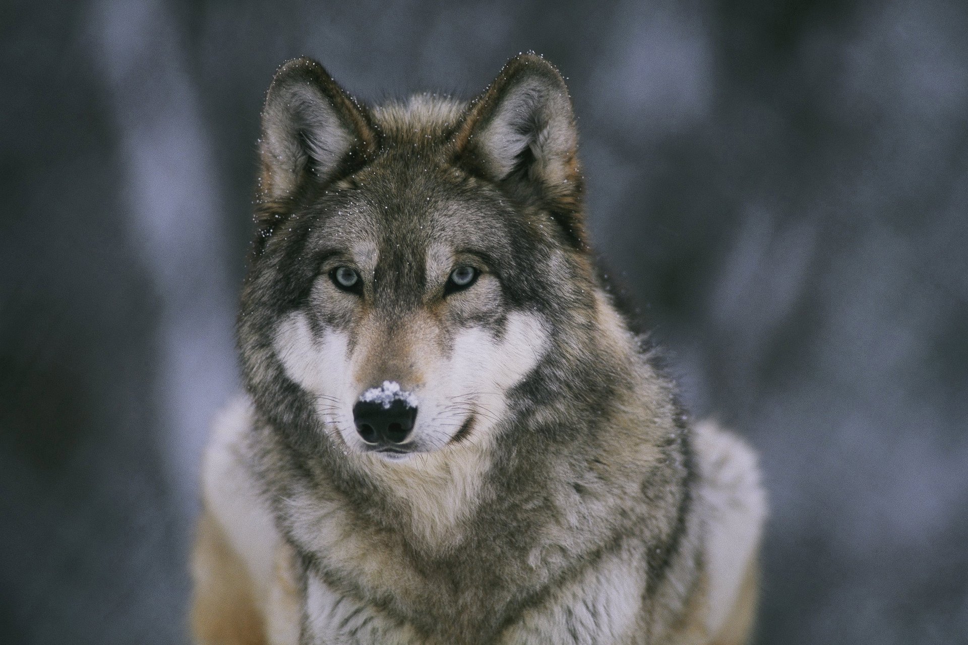 nose wolf on wallpaper snow predator forest medic beast