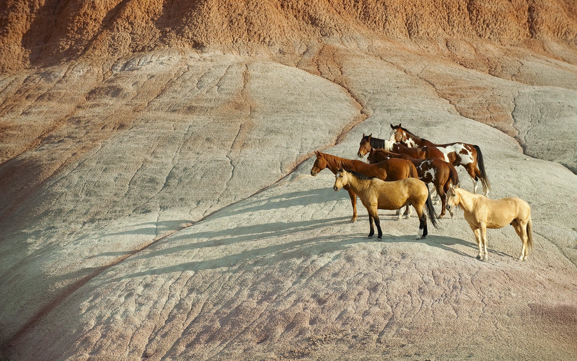 chevaux boulain ombres troupeau pierre roux sel péguy gnedoy