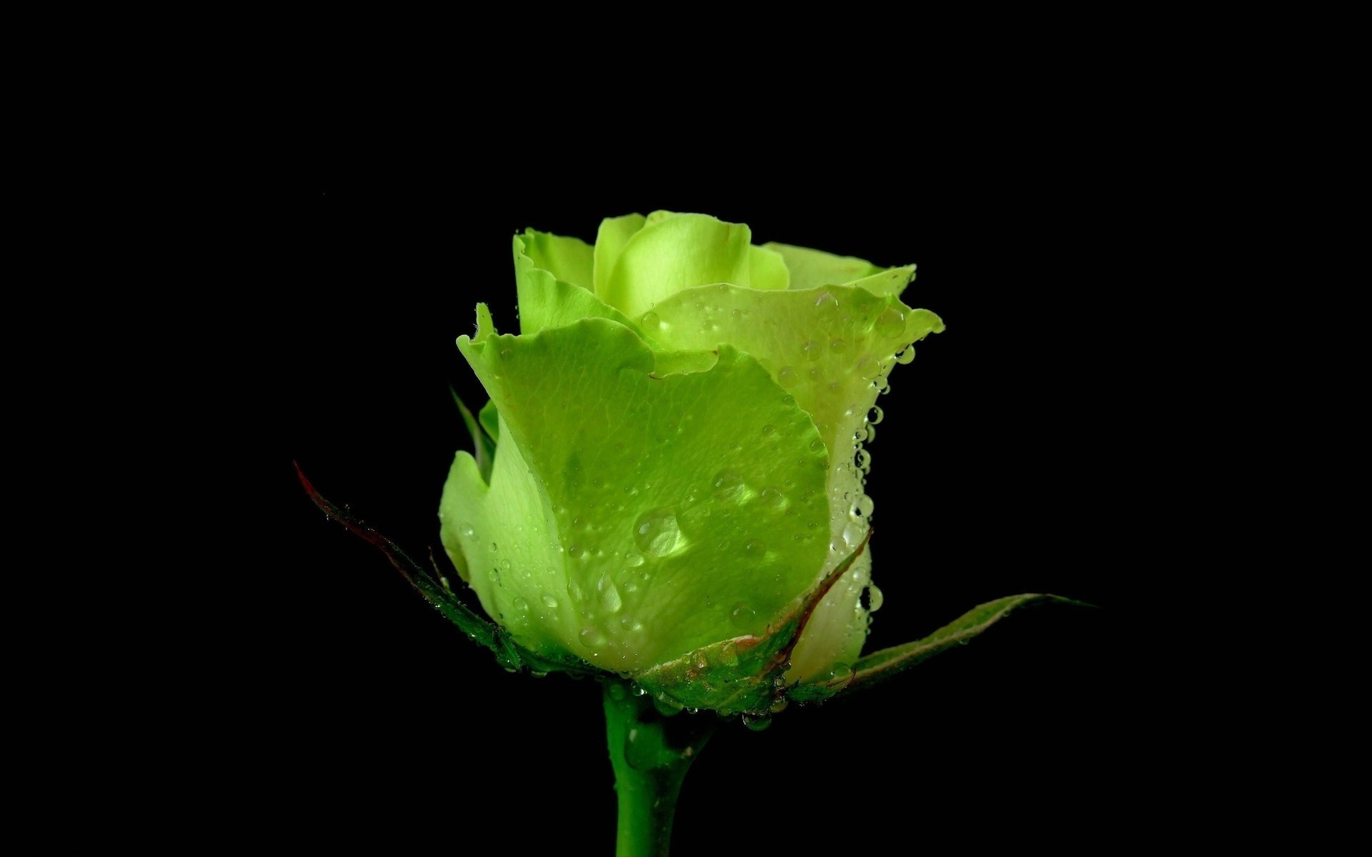Бутон зелёной розы с каплями воды.