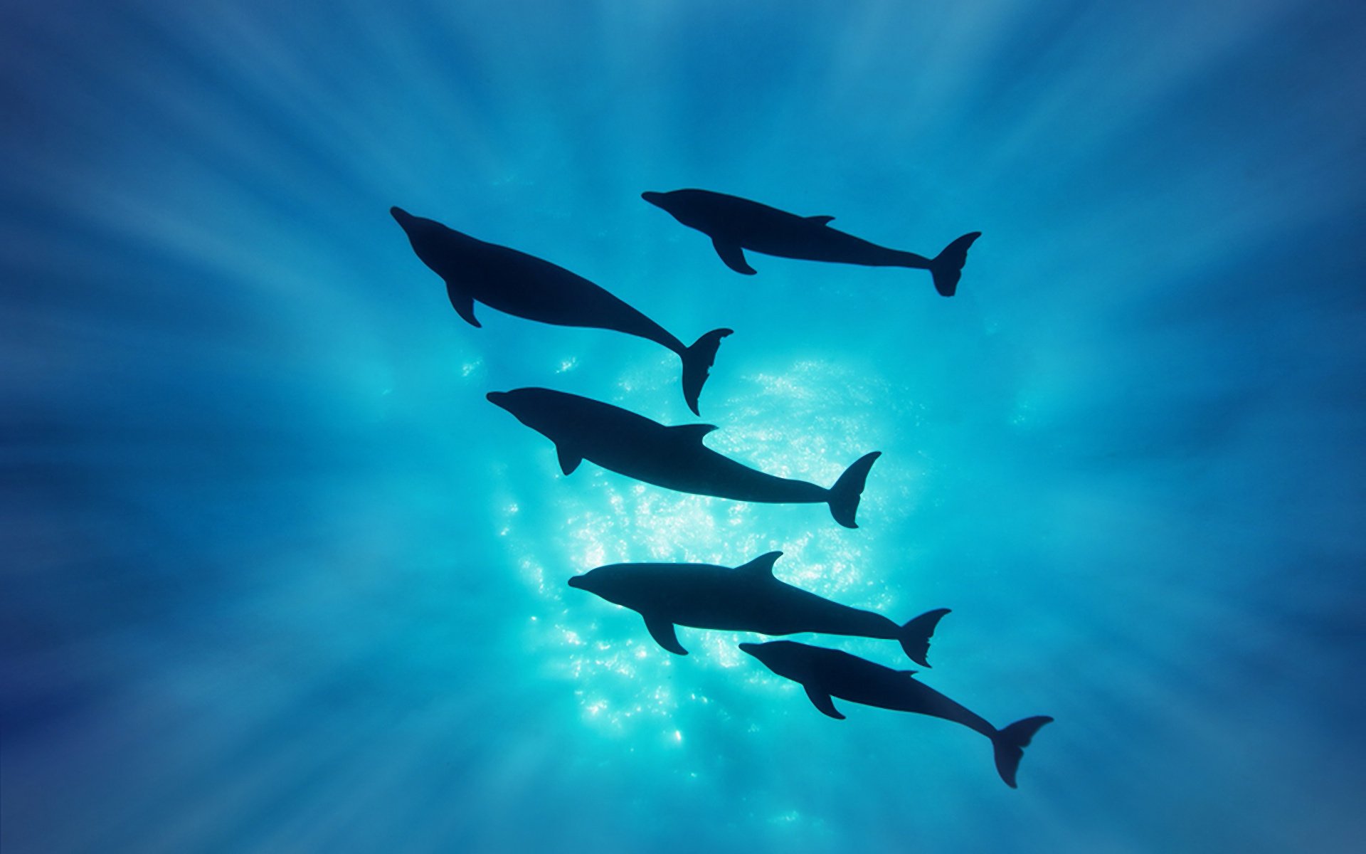 dolphins silhouette rays under water sea