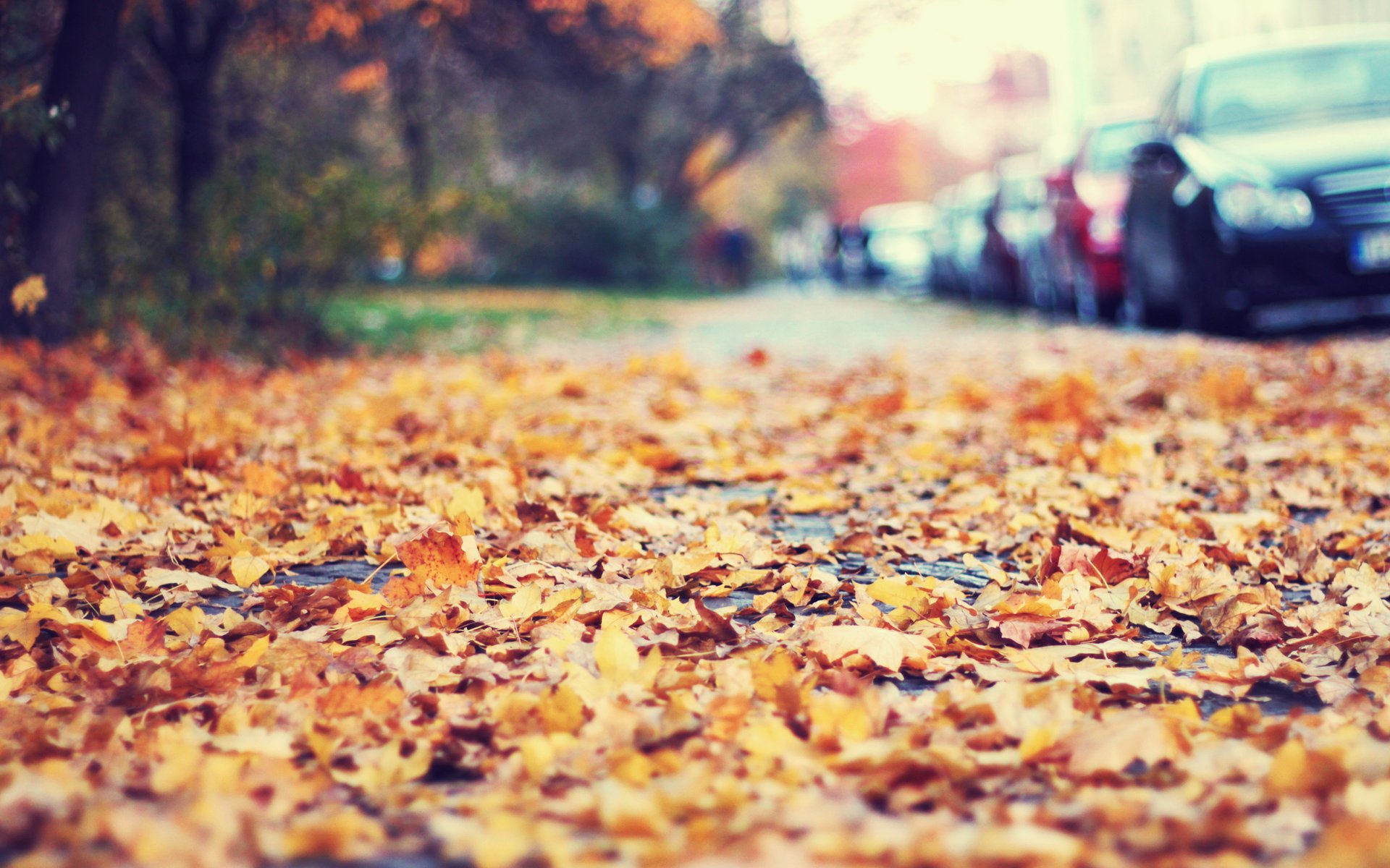 leaves roadside autumn car