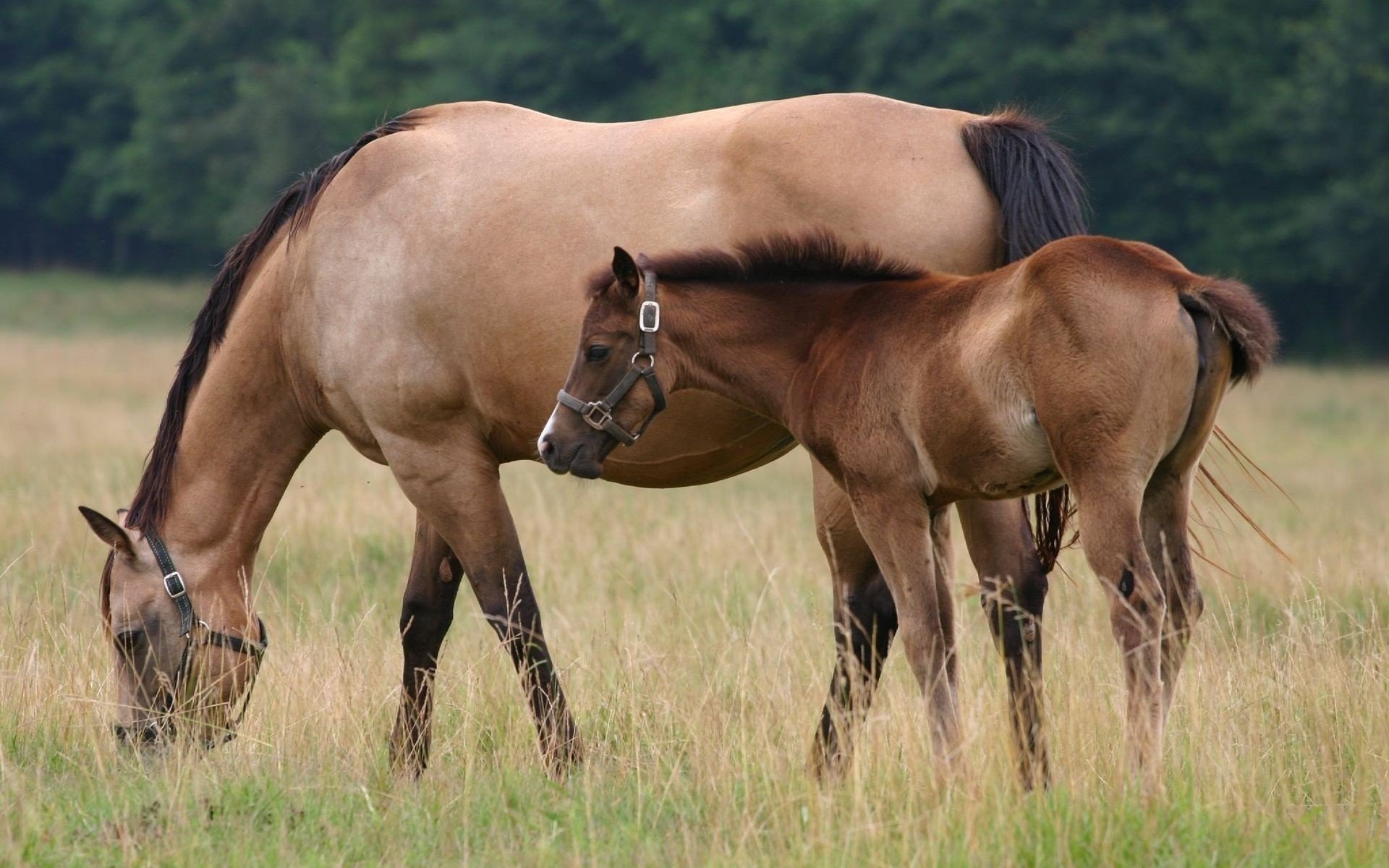 pferd weide gras fohlen