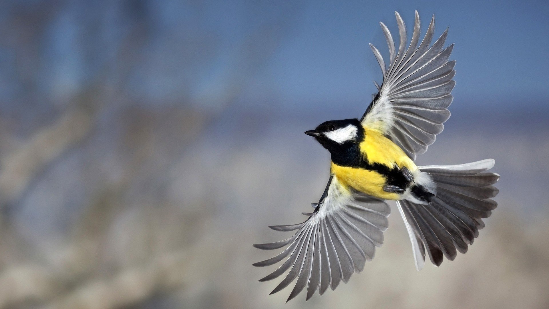 bird tit feathers flight wing