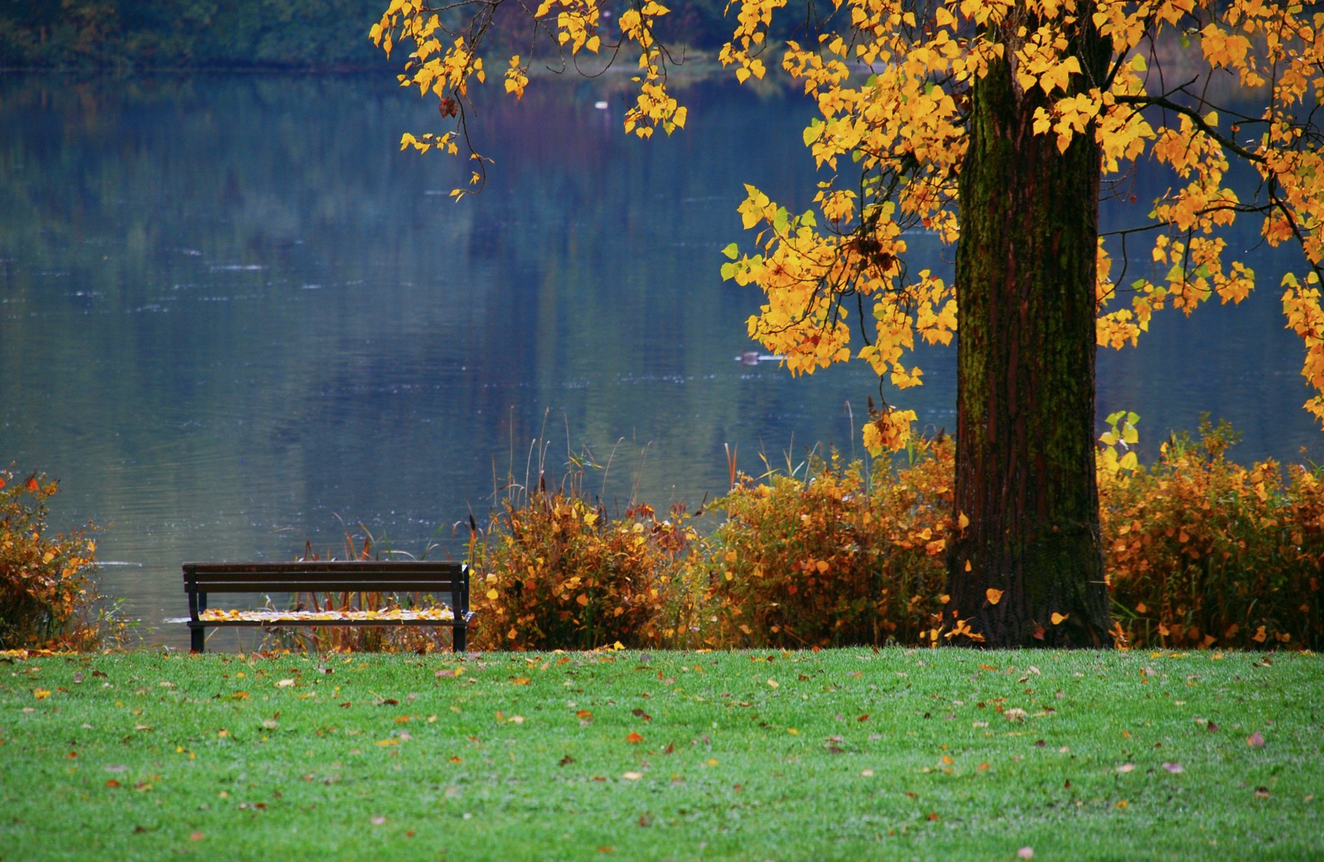 nature arbre automne banc rivière feuillage étang