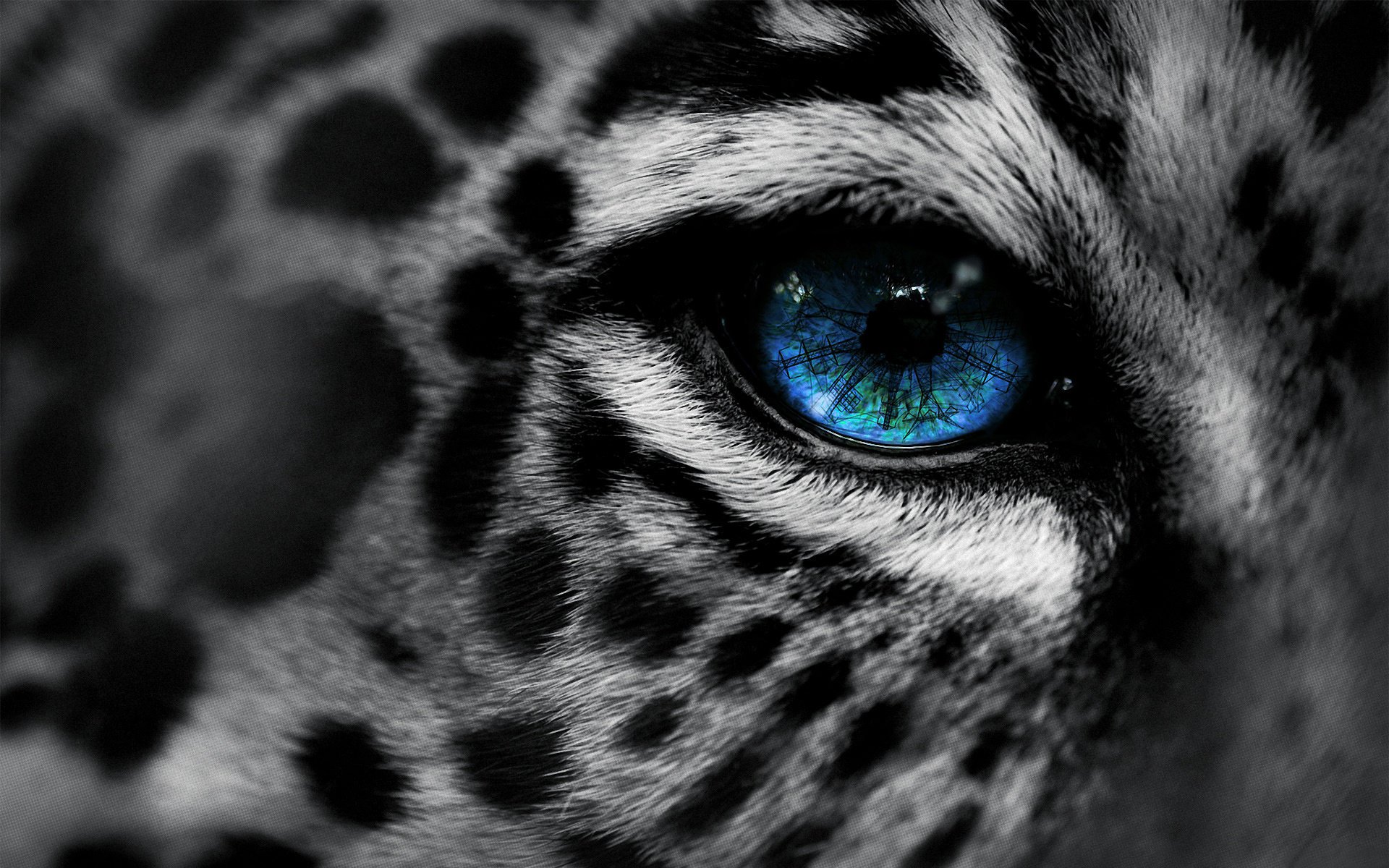 eg-art leopardo leopardo por ojo macro ojo