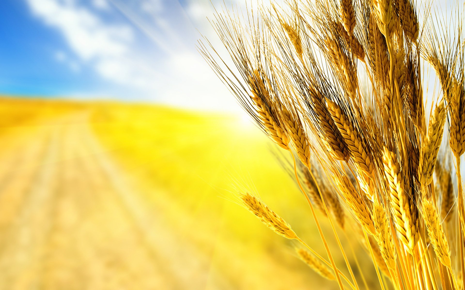 macro grass wheat harvest autumn autumn wallpaper