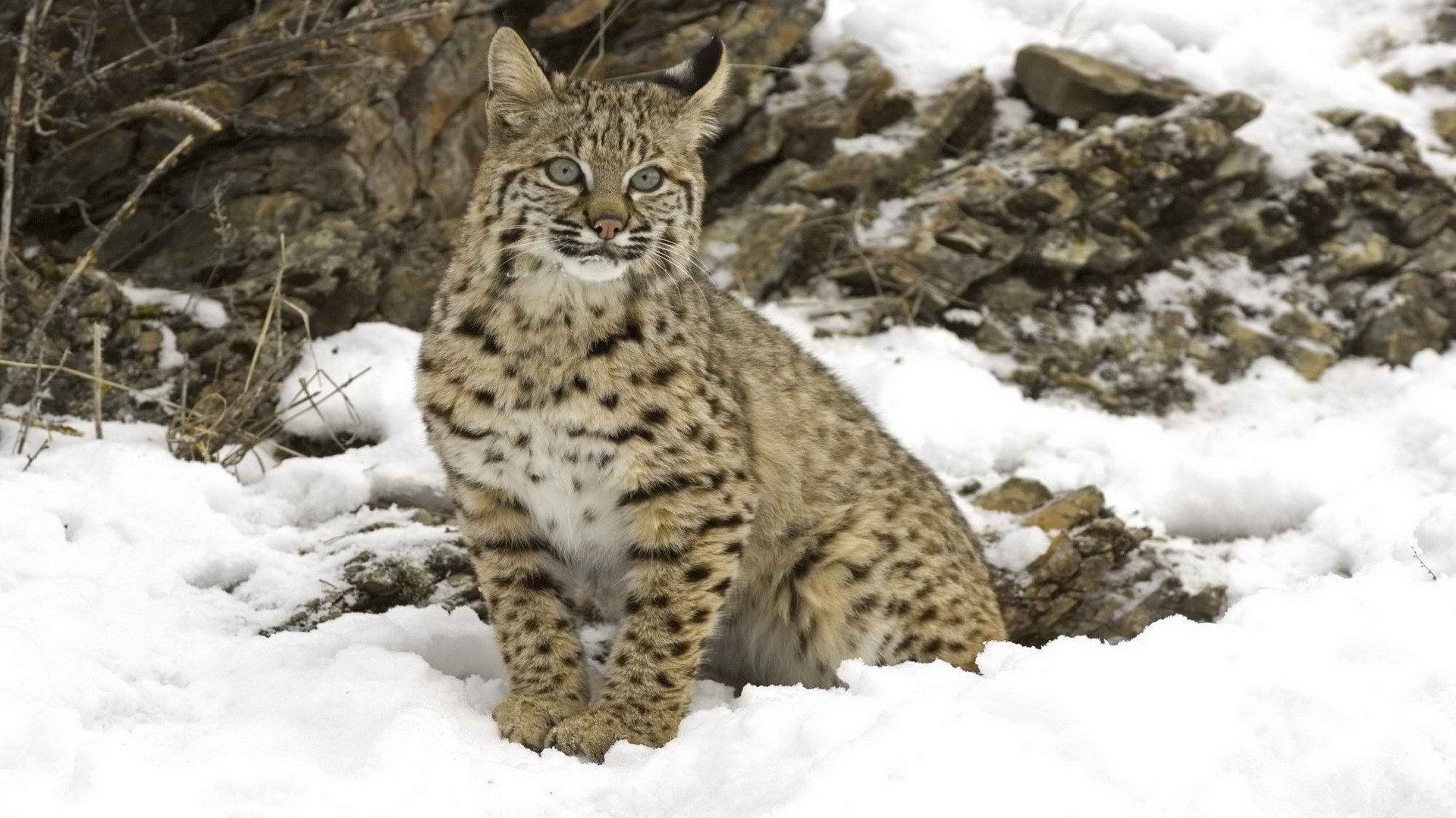 luchs winter große katze schnee