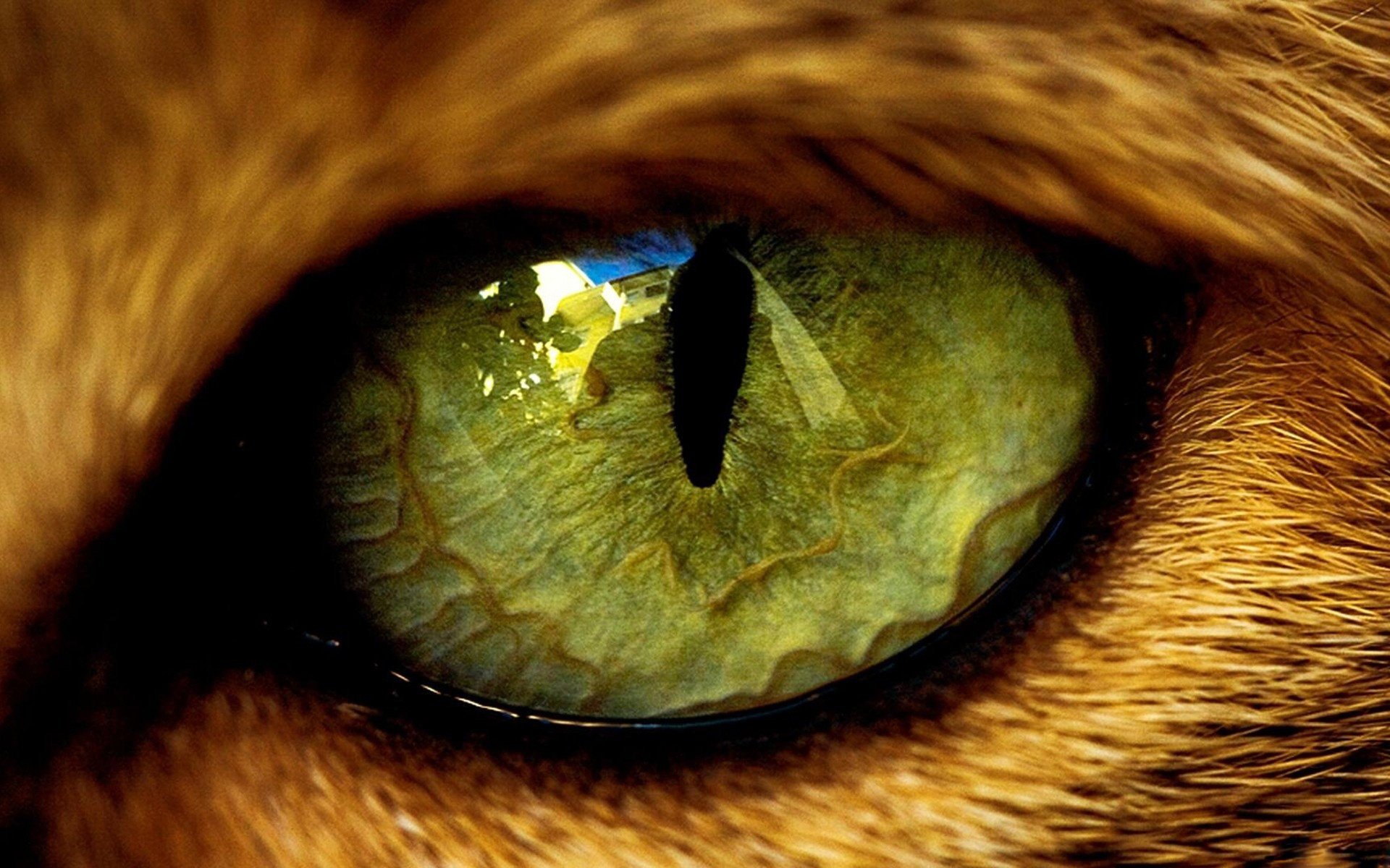 eyes cat wool the pupil beast animal