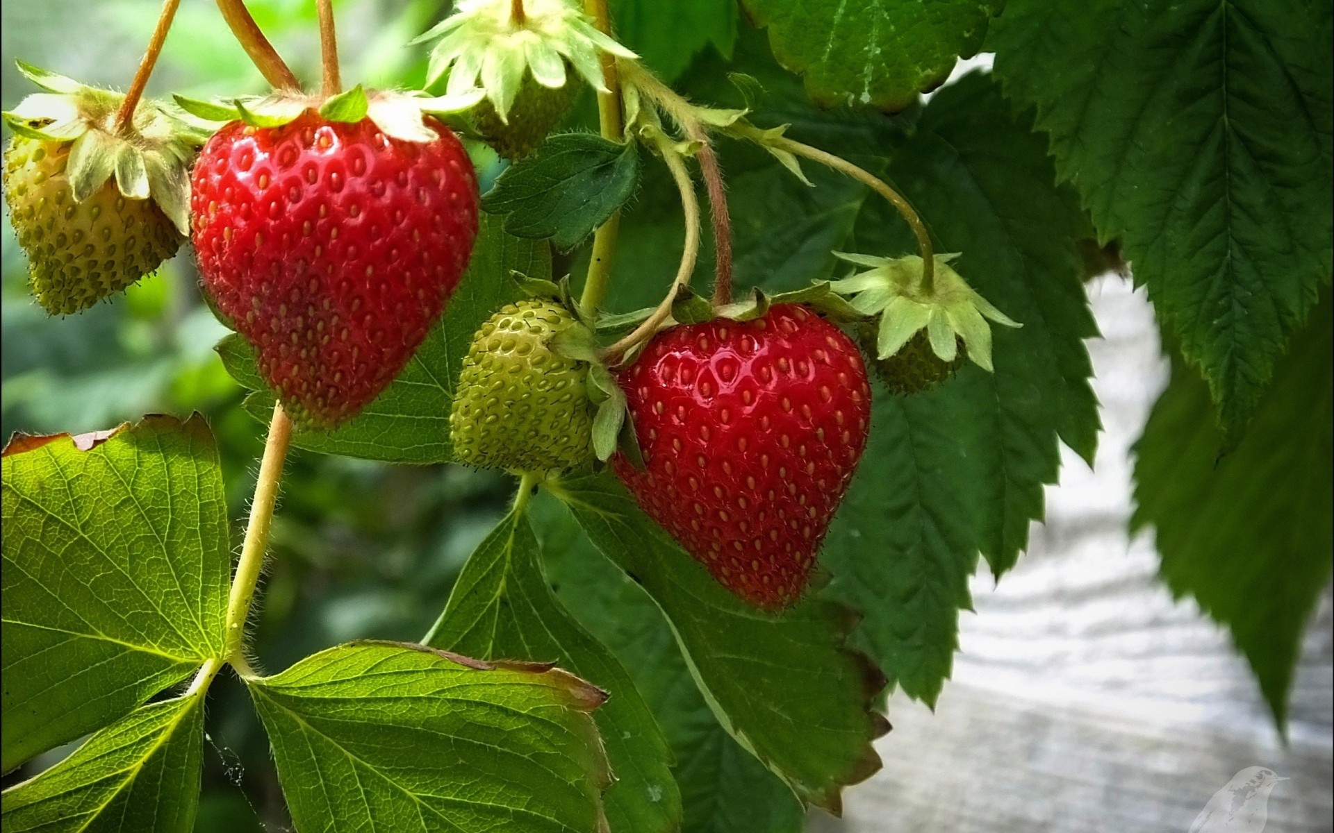 foglia fragola bacca verde rosso