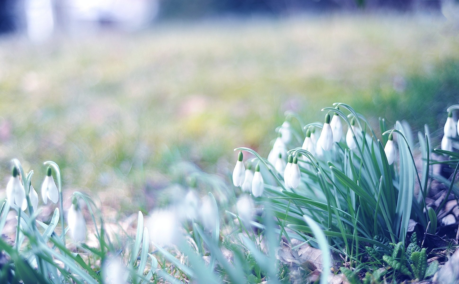 fleurs photo gros plan herbe printemps perce-neige