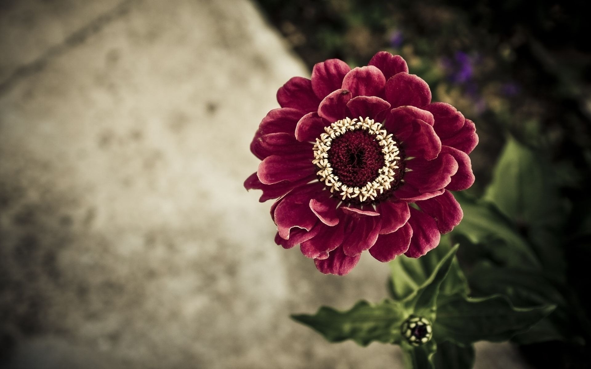 blume blätter hintergrund tsinia