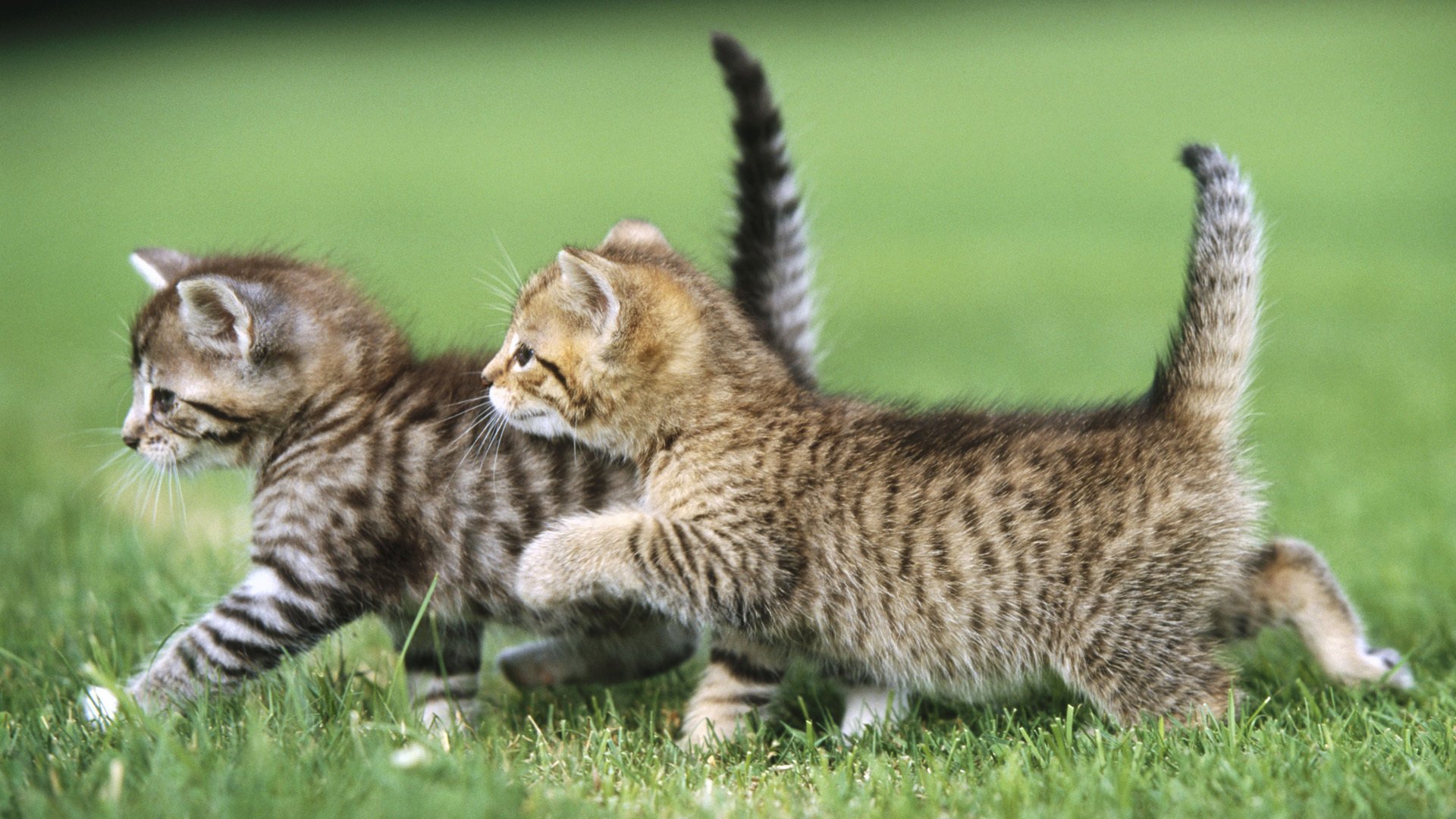 dos gatitos animales hierba gato gato