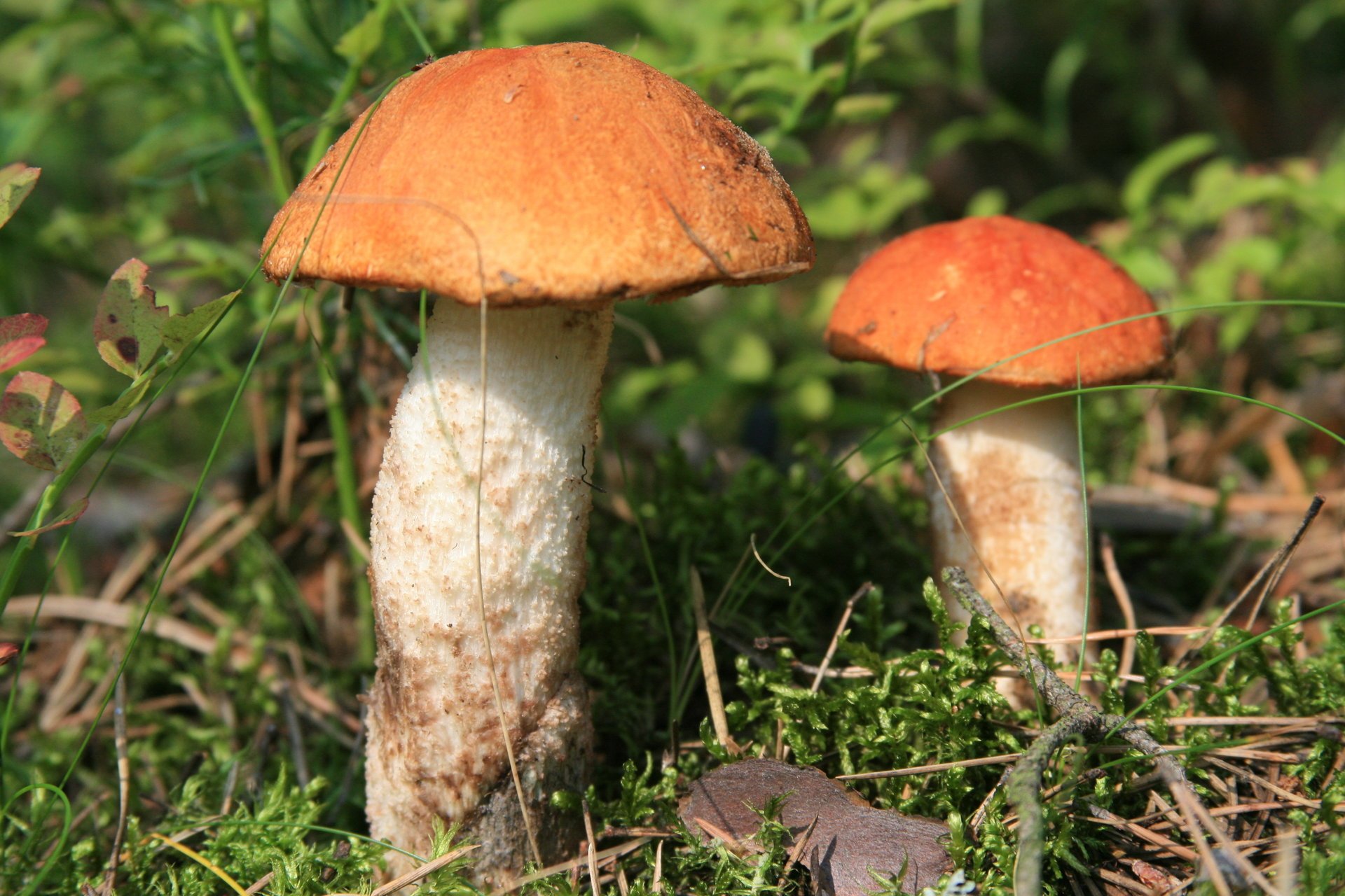 podosinoviki forêt promenade nourriture gros plan nature champignons