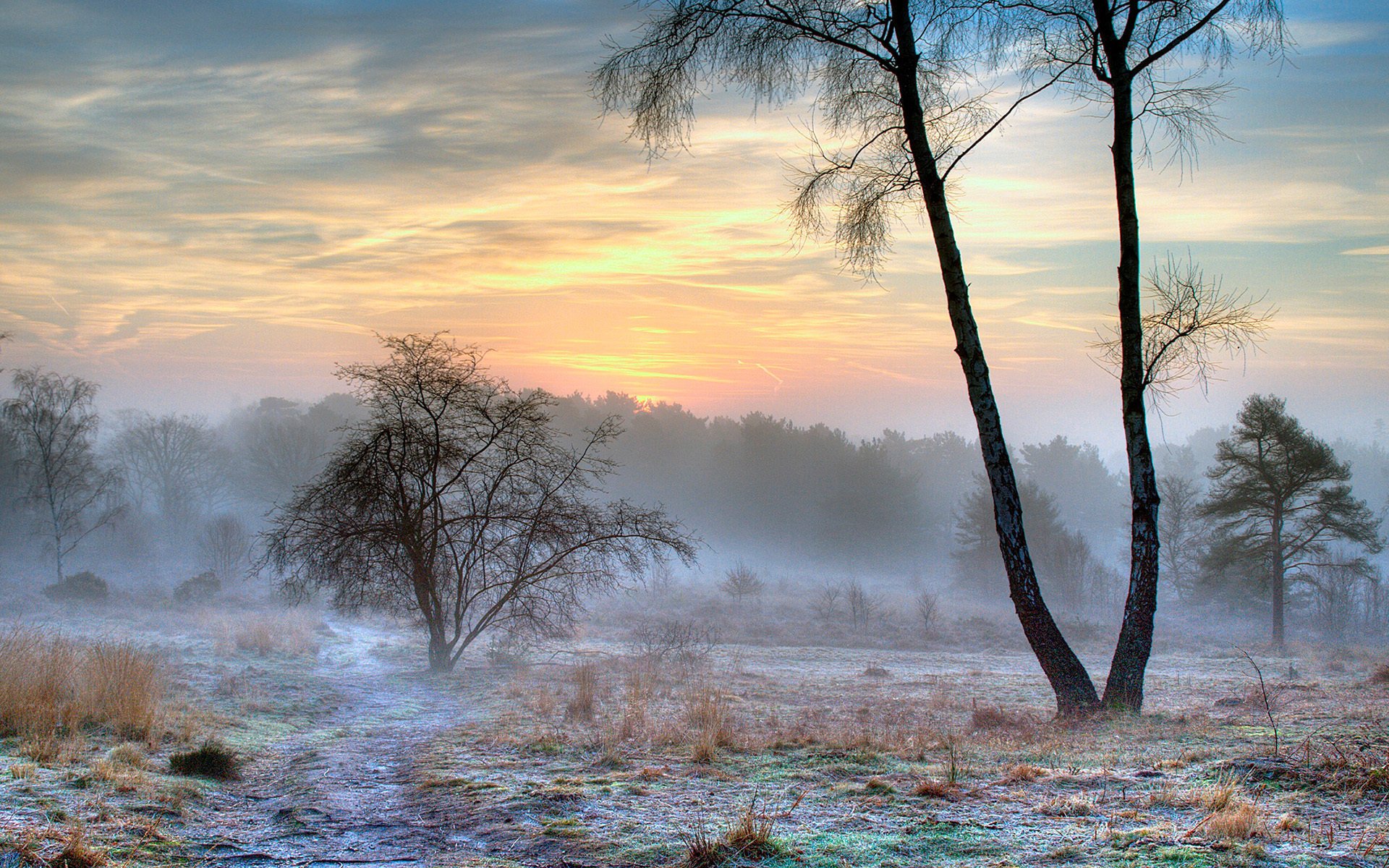 natura zima szron mgła śnieg poranek