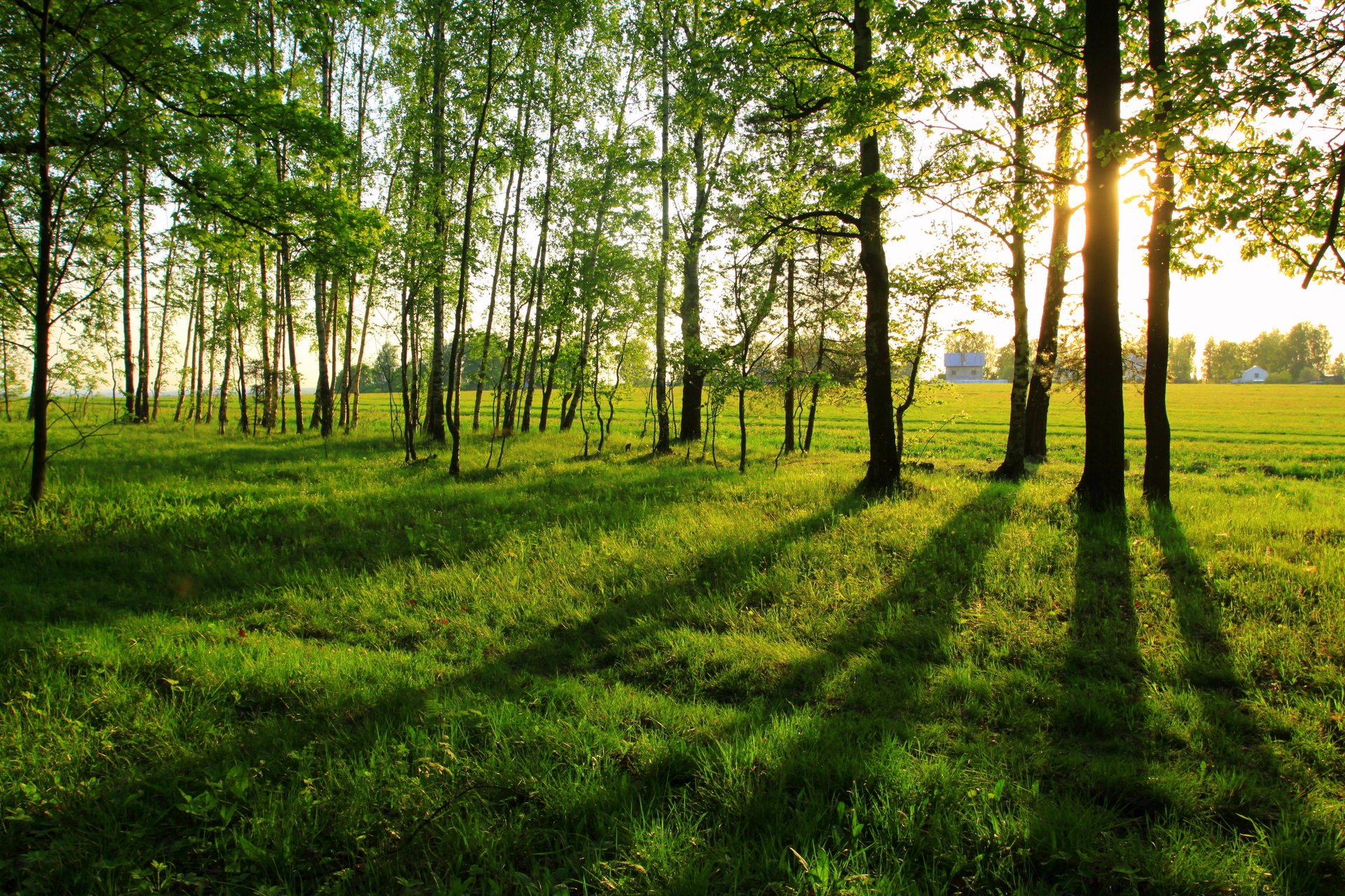 long shadows summer landscape the edge of the forest