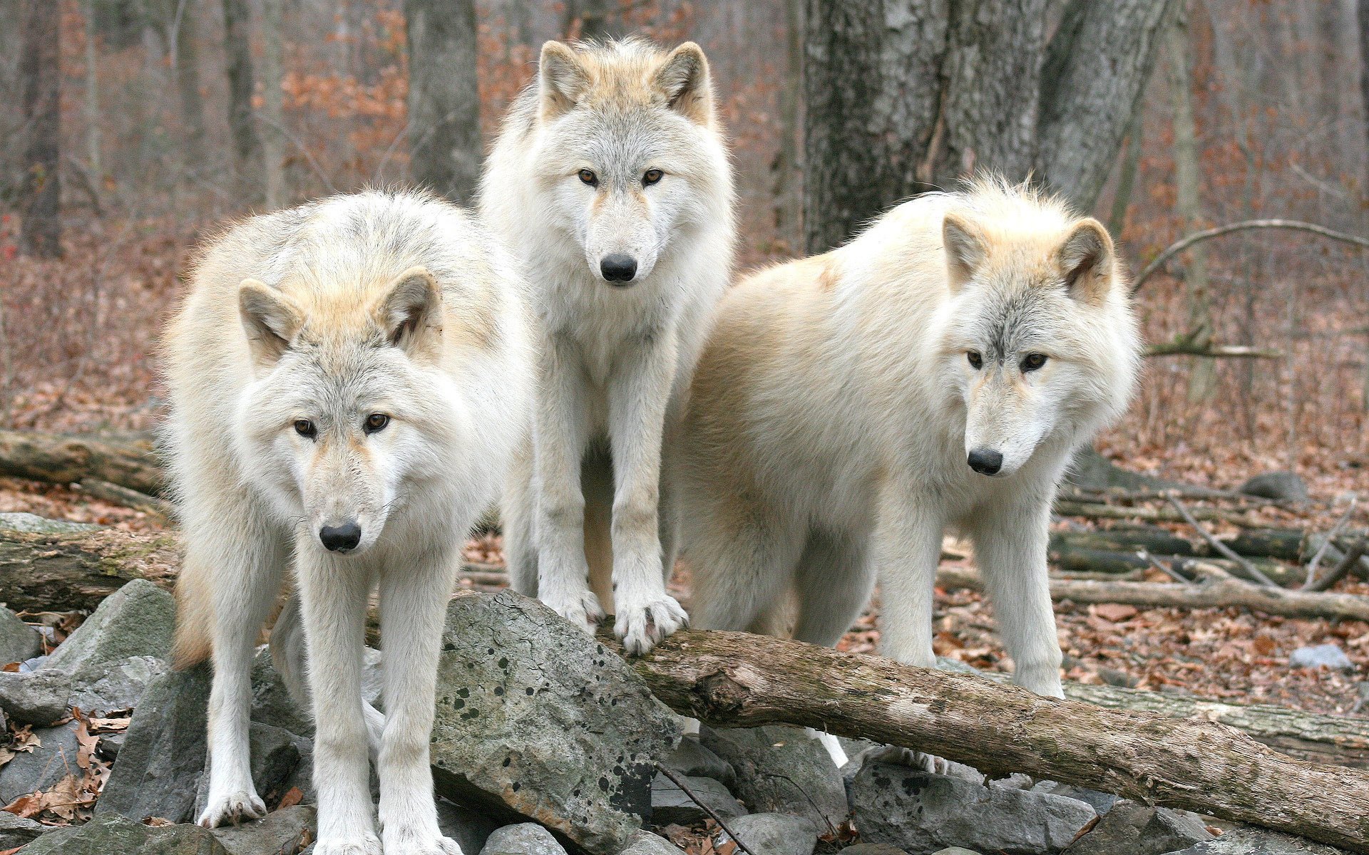 lobos wolfs bosque naturaleza árboles