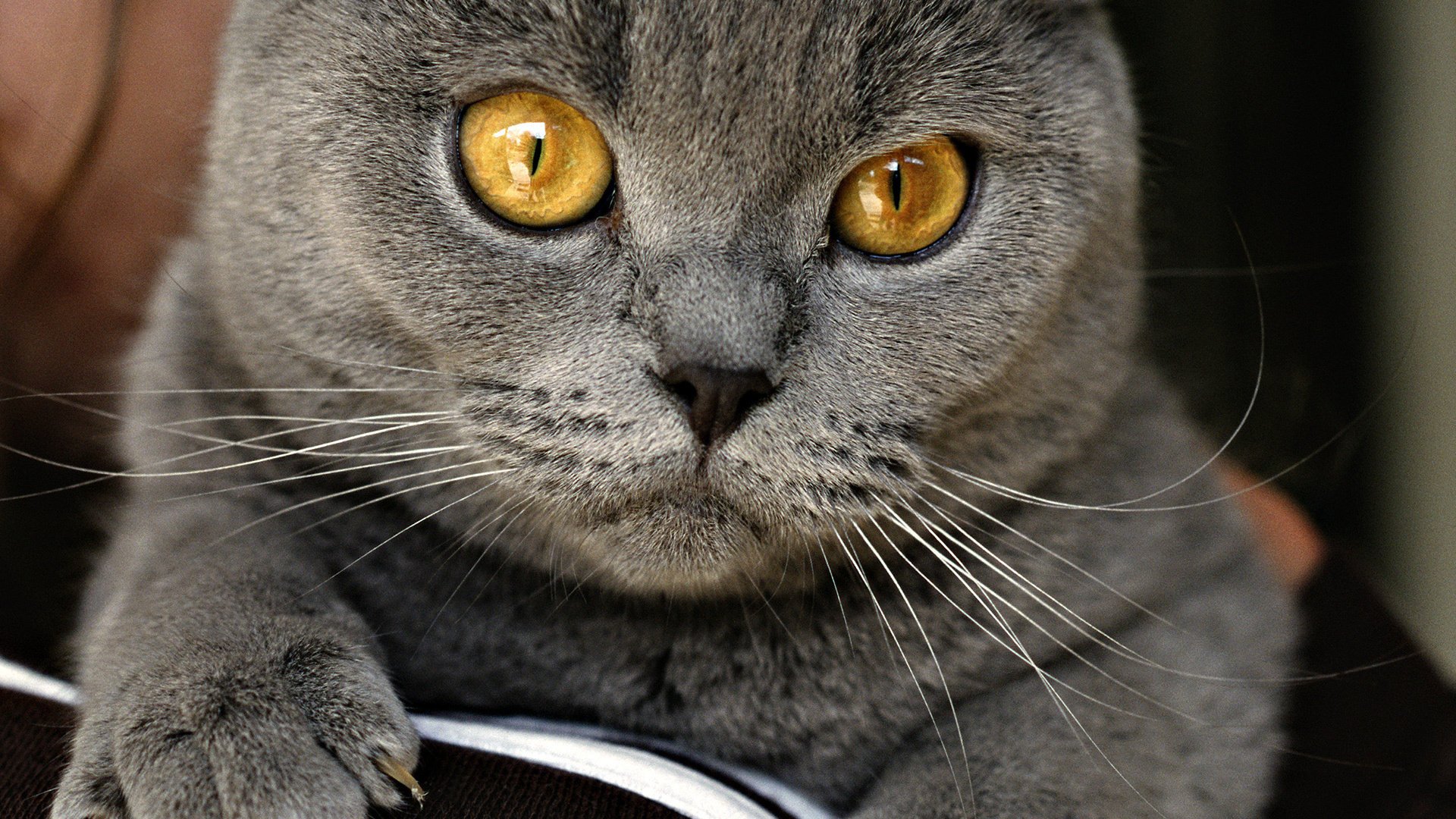 gatto grigio fatto in casa occhi divano inglese