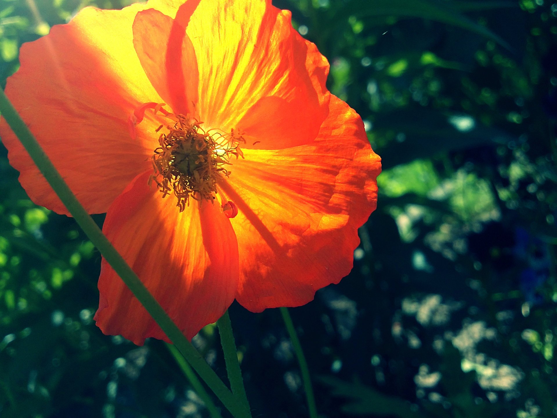 amapola verano naranja verde