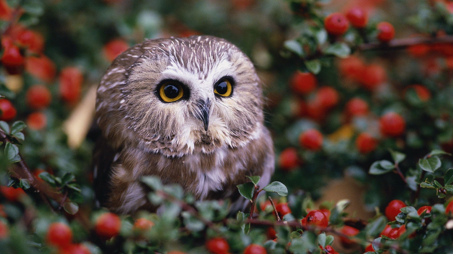 büsche eule beeren