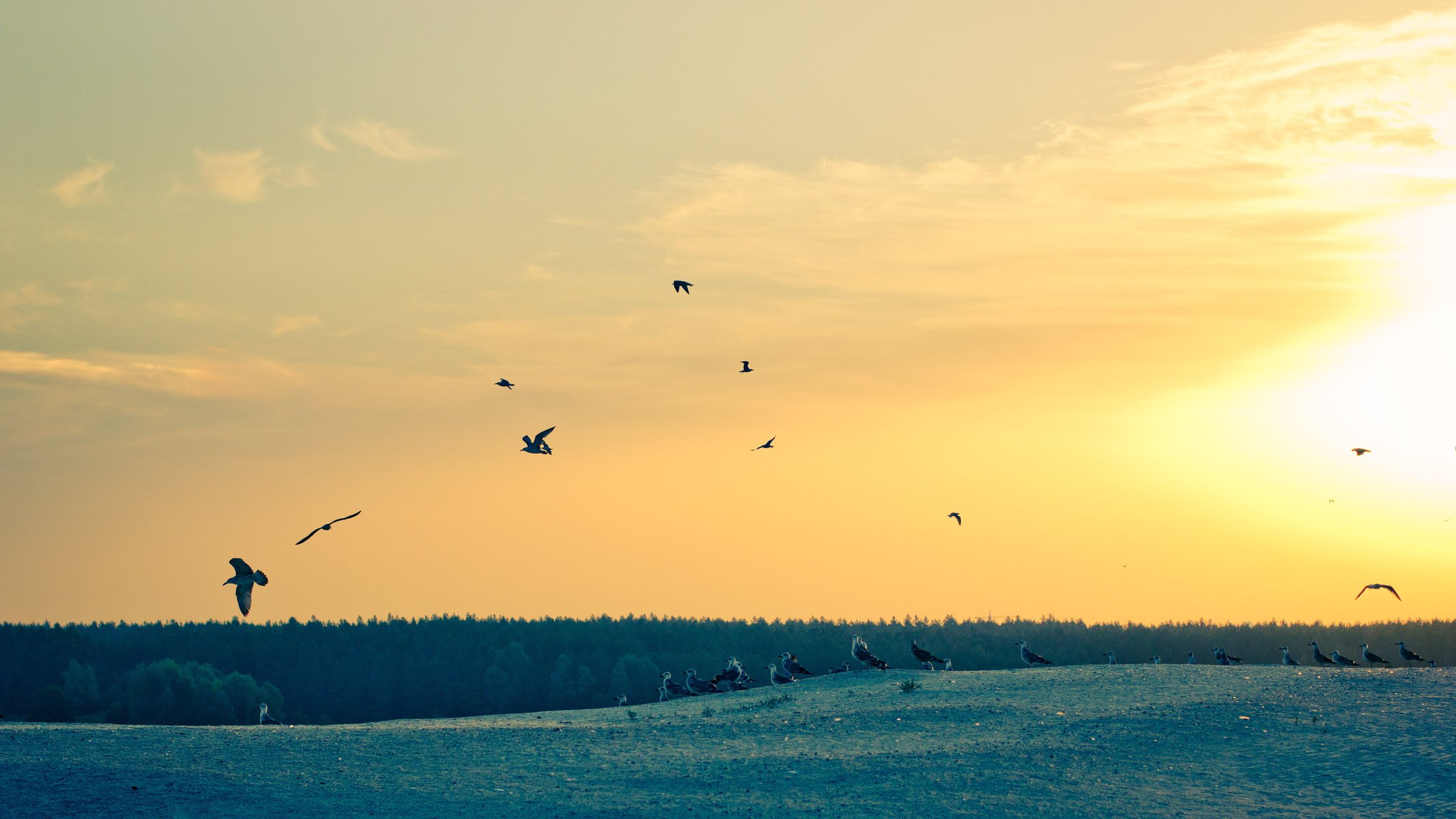 gaviota amanecer mañana gaviotas cielo