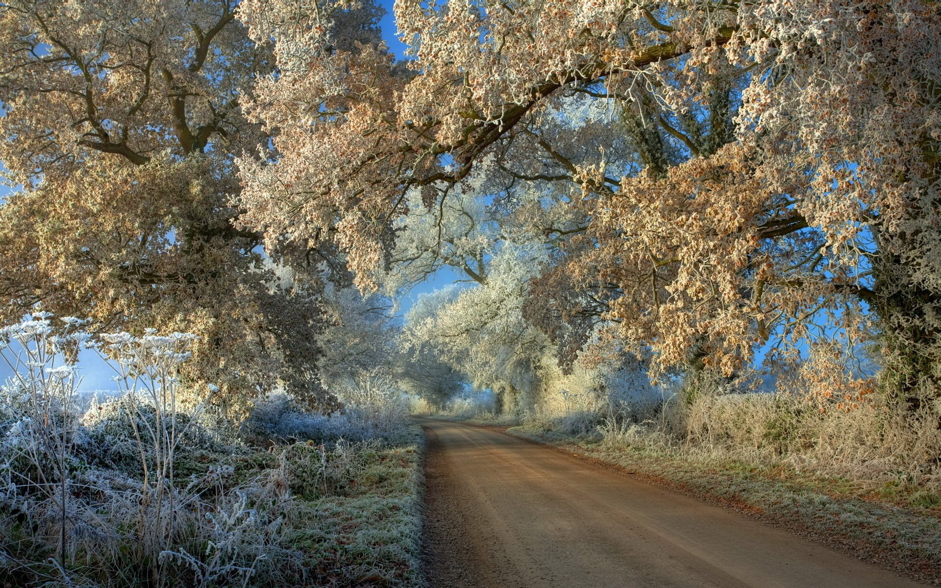 road landscape frost tree